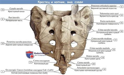 Крестцовые позвонки, vertebrae sacrales и Копчиковые позвонки ...