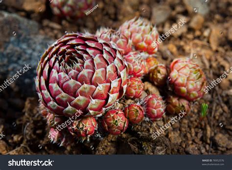 Steppe Flowers Stock Photo 78952576 : Shutterstock