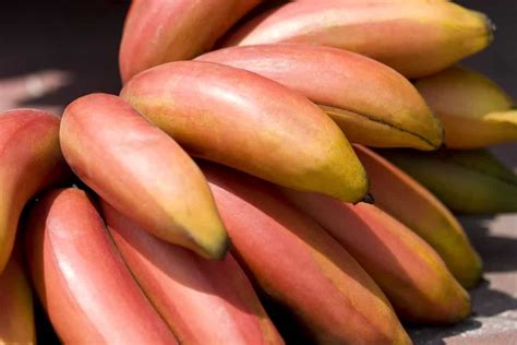 Guide to Growing Red Banana in Home Garden: Planting and Care