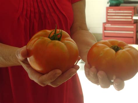 Whopper Tomato Plants | decorated greek letters
