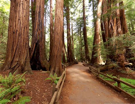 Best Trees For California at Beulah Insley blog