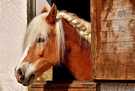 20,000+ Best Free Horse Pictures & Images in HD - Pixabay