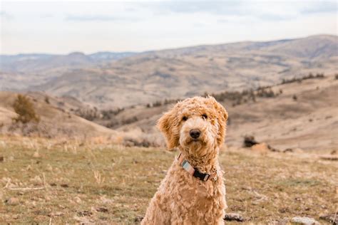 Meet Our Goldendoodle and Bernedoodle Parents! — High Desert Goldendoodles & Bernedoodles