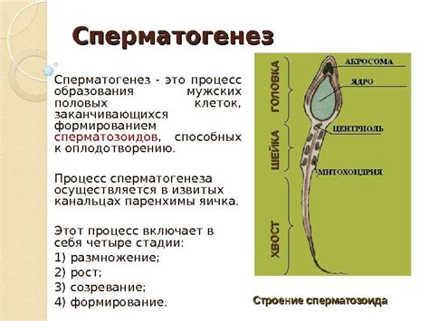 Физиология мужской репродуктивной системы СПЕРМАТОГЕНЕЗ Сперматогенез