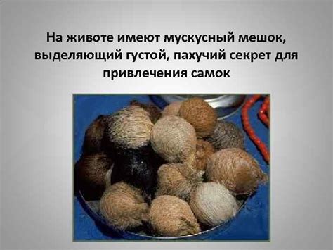 Кабарга Несущий мускус Саблезубый безрогий олень Кабарга