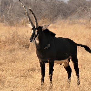 Unusual Sable South Africa | AfricaHunting.com