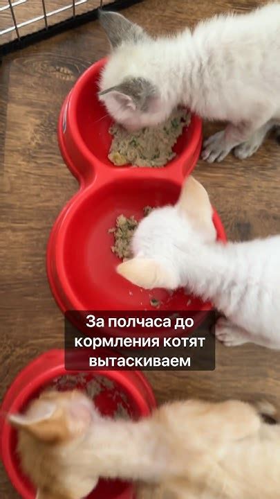 Чем кормить котят от одного месяца,рецепт паштета из домашних продуктов ...