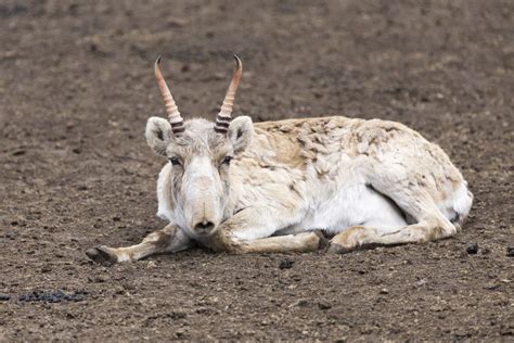 Pin on Saiga