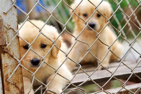 Exploring The Heart Of Kootenai County Animal Shelter: A Sanctuary For ...