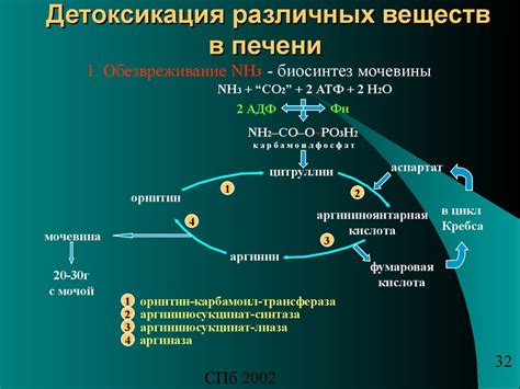 Биохимия печени. (Лекция 31) - презентация онлайн