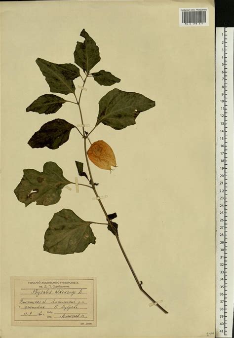 MW0498571, Physalis alkekengi (Физалис обыкновенный), specimen