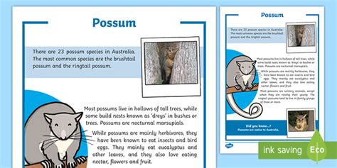 Possum Fact Sheet (teacher made)