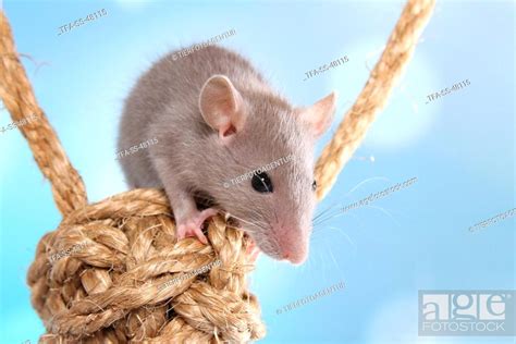 fancy rat, Stock Photo, Picture And Rights Managed Image. Pic. TFA-SS ...