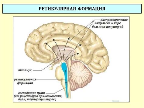Головной мозг - online presentation