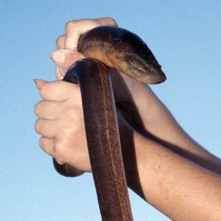 asian swamp eel creationwiki  encyclopedia  creation science