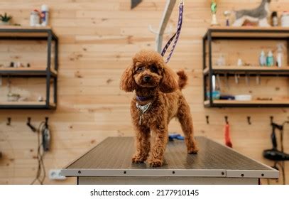 369 Teacup Poodle Stock Photos, Images & Photography | Shutterstock