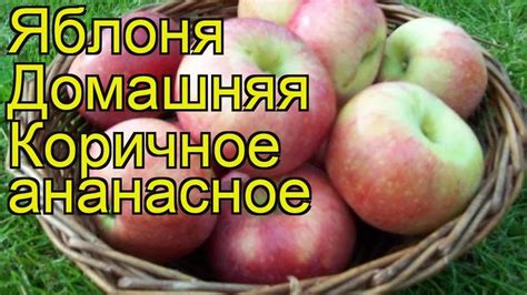Яблоня домашняя Коричное ананасное. Краткий обзор, описание malus ...