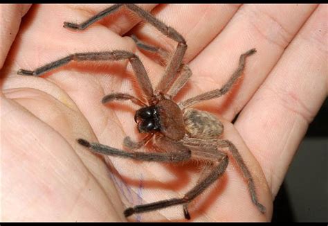 Huntsman Spider Size