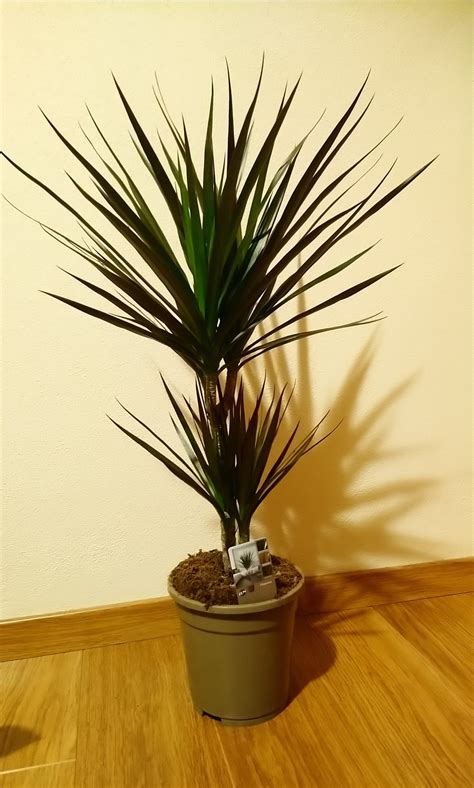 Dracena 2 kmene – JuKa – Kvety