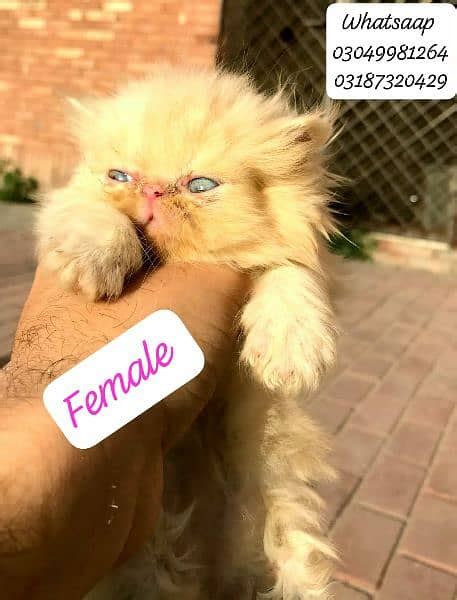 pure Persian female kitten peke face from cfa peke bloodline - Cats ...