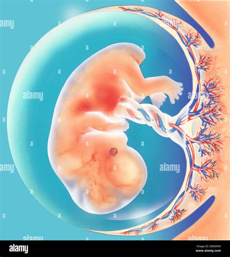 Fetus in amniotic sac Stock Photo - Alamy
