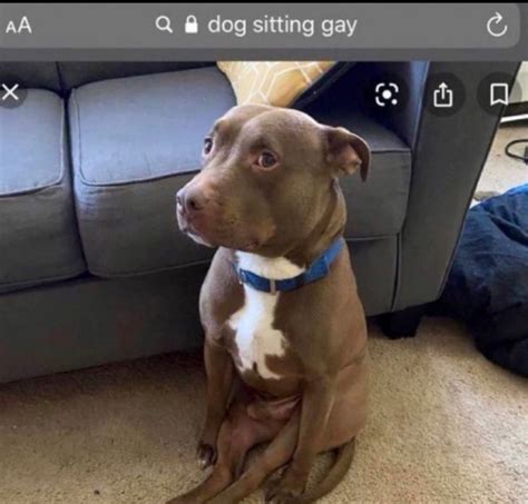 dog sitting gay : r/doggykeem