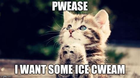Cute kitten - Imgflip