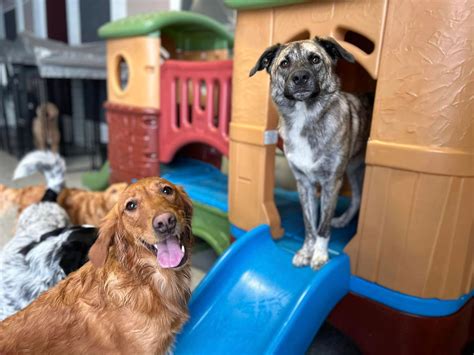 Essential Tips For Preparing Your Pet For Dog Boarding Statesboro Ga Stays This Summer