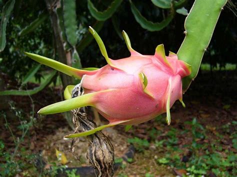 Le Pitaya ou fruit du Dragon, description et bienfait pour la santé