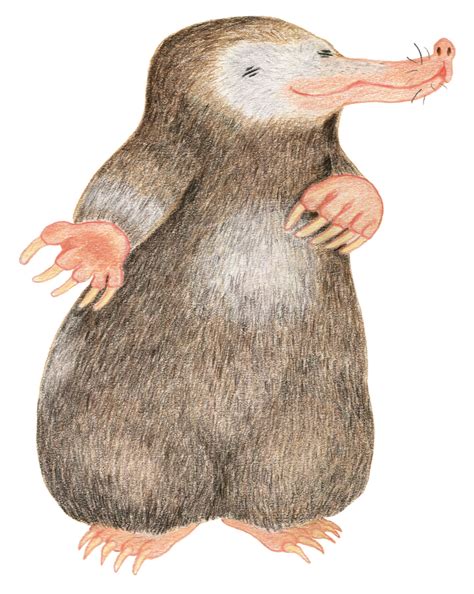 Hon har ritat Naturhistoriskas kända mullvad - VGRfokus - Dina nyheter ...