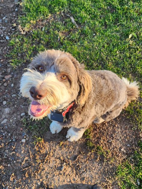 Brittney and Tyler Pet Care | Sydney NSW