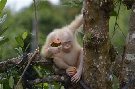 Borneo foundation to create a forest island for albino orangutan