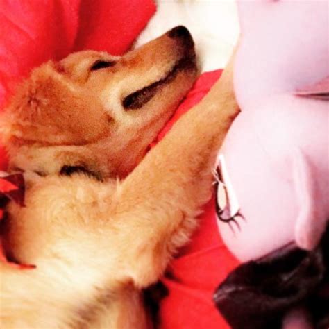 golden retriever puppies  scams