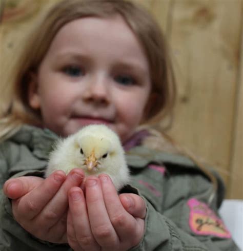 Animal petting – 4 Kingdoms Adventure Park & Family Farm