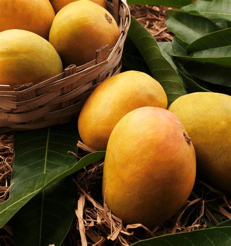 mango  premium indian mangoes   doorstep