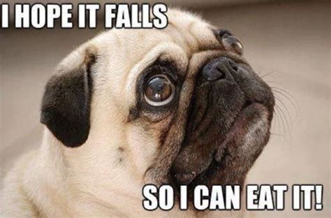 101 Lovable Pug Memes That Are Too Puggin' Cute