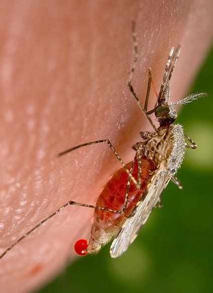 aedes trivittatus bioquipbugs