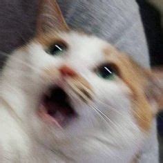 *catto panic* | Memes de animais fofos, Gatos engraçados, Gatos estranhos