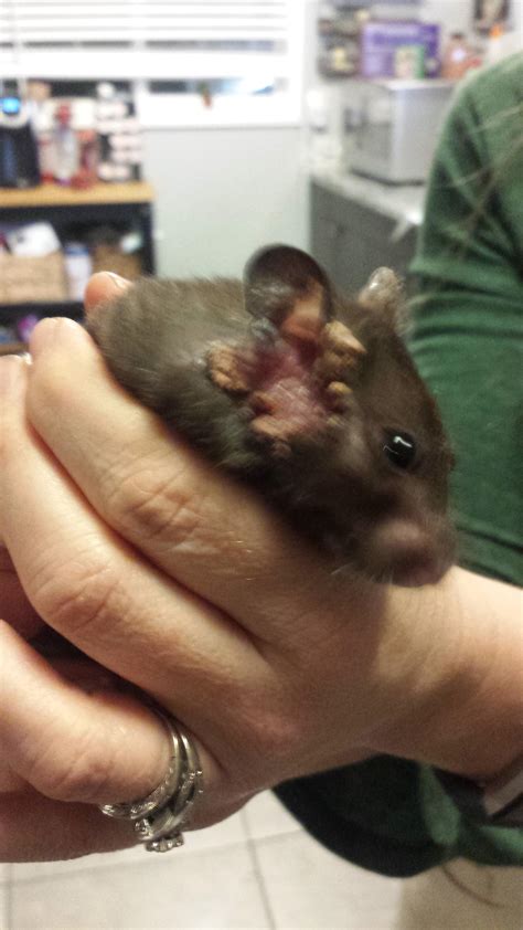 why is hamster losing hair safely 1