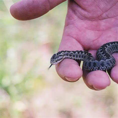 Meadow Viper - Facts, Diet, Habitat & Pictures on Animalia.bio