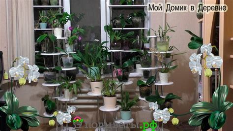 Обзор полок для орхидей! Сколько мы смогли разместить растений на них ...