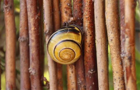 images wood spiral food produce shell snail animals