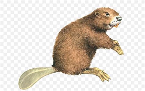 Eurasian Beaver North American Beaver Rodent Computer File, PNG ...
