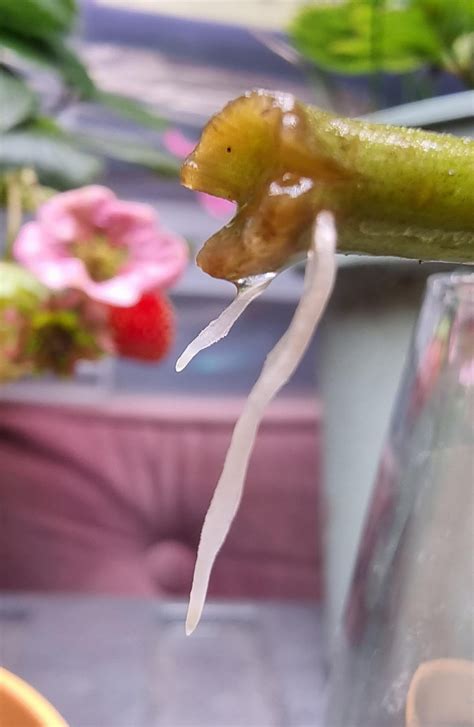 I put this tomato sucker from the allotment in a glass with a couple of