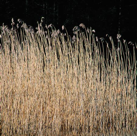 Bild på Brygga genom vass (FPUQCX): Royaltyfritt foto | Bildbyrå Pix ...