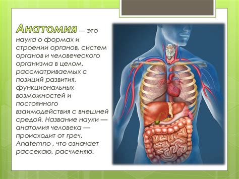 Анатомия и физиология человека - презентация онлайн