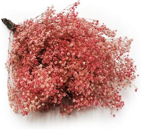 Gipsówka Różowa Premium Stabilizowana Gypsophila - Opinie i atrakcyjne ...