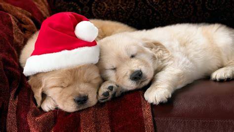 🔥 [74+] Christmas Dog Wallpapers | WallpaperSafari