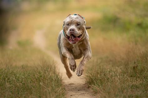 XL Bully & Similar Breed Types — Dogz Unleashed