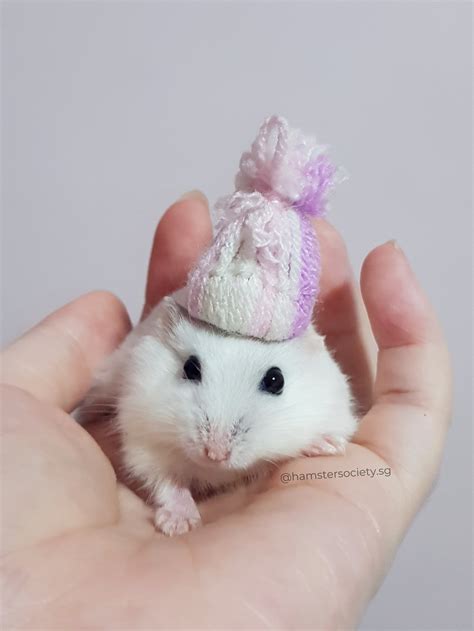 Zoomer (Adopted) — Hamster Society (Singapore)